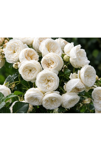 Rose Artemis